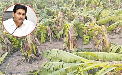 Andhra pradesh: Heavy rain destroys banana crop in YSR and Anantapur