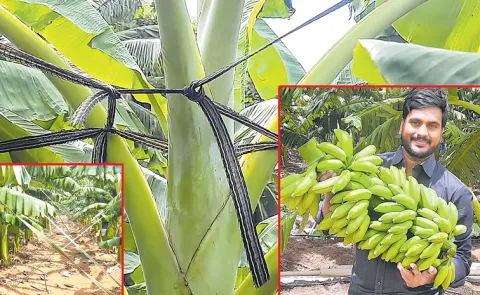 Protecting bananas from strong winds with tape
