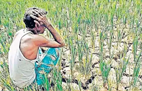 27 lakh acres remain uncultivated in Kharif and Rabi