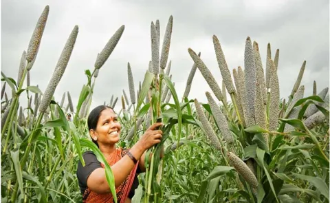 The Climate Emergency Approach Maintaining Cereal Productivity