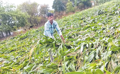 Farmers are struggling financially with lack of crop insurance properly