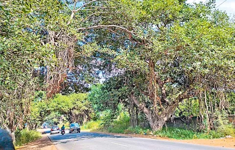 National Green Tribunal verdict puts a brake on Chevella Road expansion