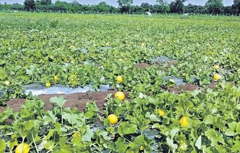 Farmers across Annamayya district have suffered losses