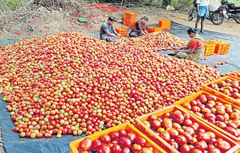 Tomato prices fall sharply