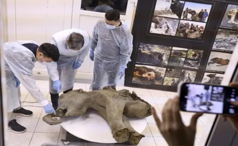 50000 Year Old Baby Mammoth In Russia Best Preserved Ever Found