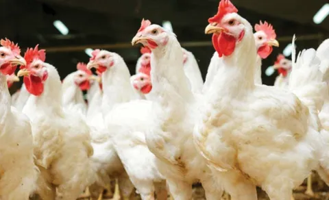 chicken price increase in two telugu states