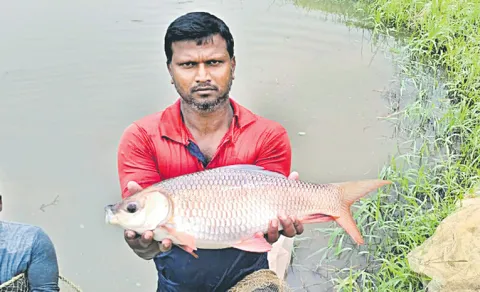 Sifa develops high-growth fish