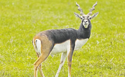 Pune Forest Department launches grassland safari in Solapur to boost eco tourism