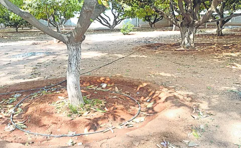 Protect Your Garden in High Temperatures