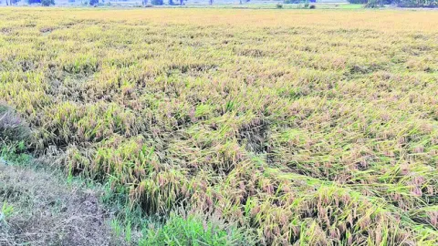 ఈదురు