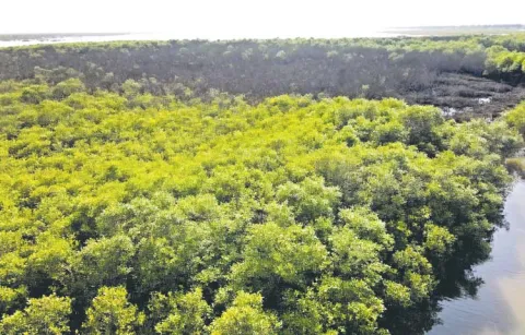 Damage to mangrove forests poses a major threat to the coast
