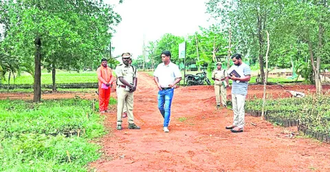 మొక్కలు సిద్ధం చేయాలి
