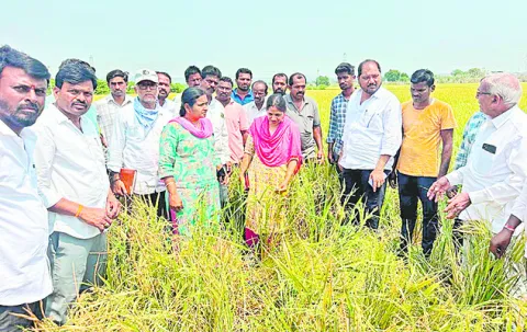 అన్నద