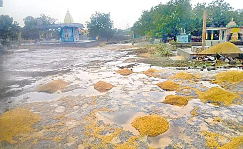 Crop damage with Unseasonal Rains