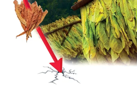 Tobacco prices have fallen dramatically