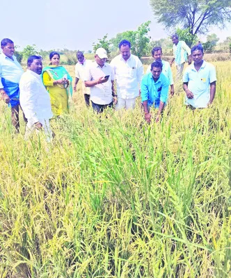 180 ఎకరాల్లో పంటనష్టం  
