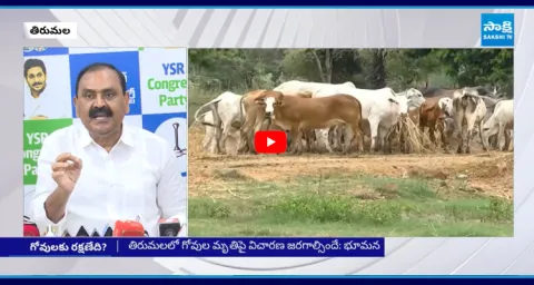 Bhumana Karunakar Reddy Fires On Chandrababu Government Over TTD Goshala 