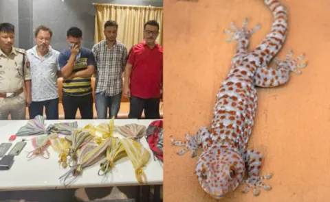 Rare Lizards Seized In Assam, 3 Men Were Trying To Sell