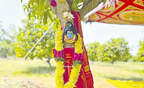 Mango Trees Marriage: Jagityala District