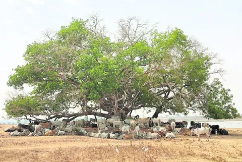 పచ్చన