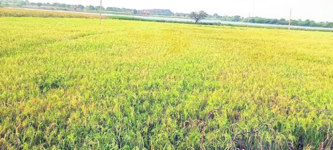 జిల్ల