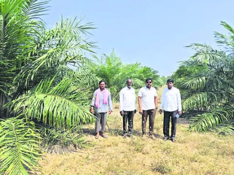 ఆయిల్