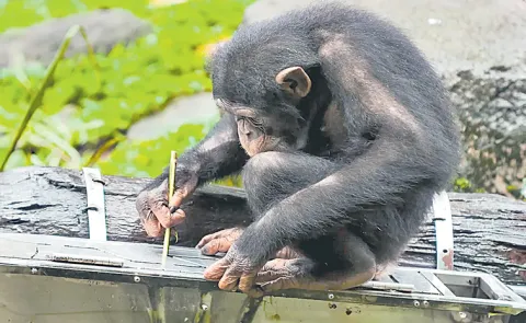 Chimpanzees craft their tools like engineers
