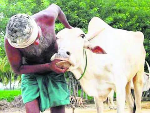 పశువు