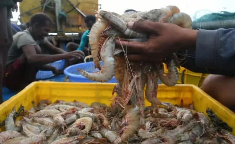 India preparing to ship shrimp to US