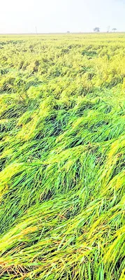 అకాల 