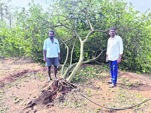రైతున