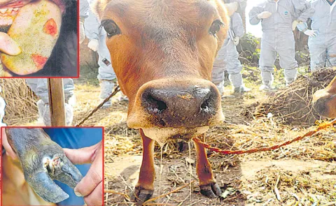 Galikuntu: foot and mouth disease in animals