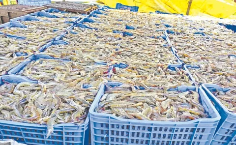 India preparing to ship 40000 tonnes of shrimp to US after tariff pause