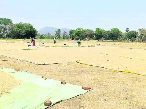 ధాన్యం కొనుగోళ్లు ప్రారంభం 