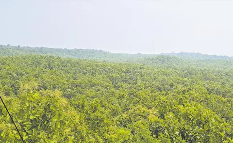 Missing Women in Dense Forest in Kappanapalli