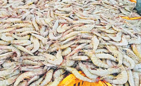 Aqua farmers search for food continues despite exports