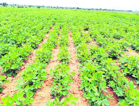 వేరుశనగకు పంట రుణం రూ.38 వేలు 