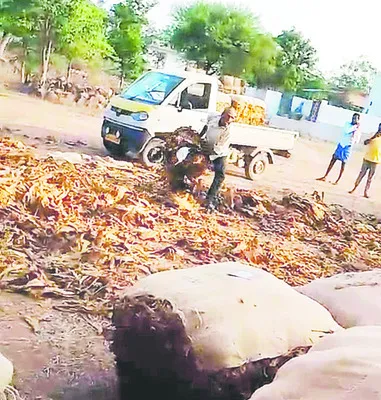 ధర లేదని పొగాకు పారబోత 