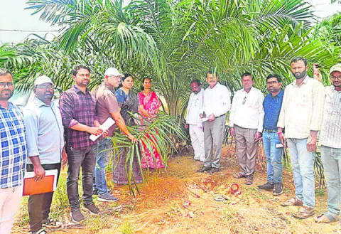 ఆయిల్‌పామ్‌ సాగుకు ముందుకు రావాలి 