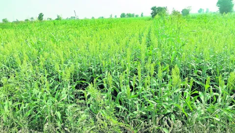 విలేజ్‌లోనే విత్తనోత్పత్తి 