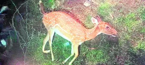 వాహనం ఢీకొని జింక మృతి 