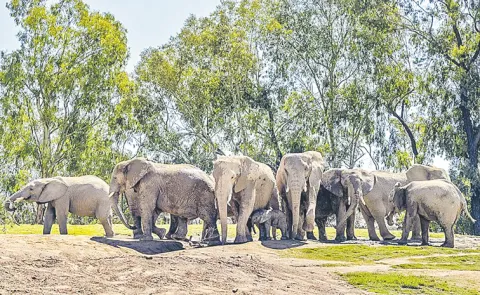 Elephants Form Circle to Protect Young During Earthquake