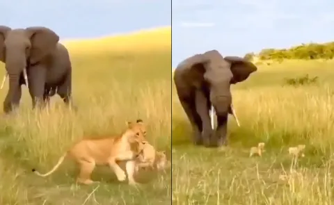 Elephant Charges Lioness But Spares Her Cubs In Viral Video