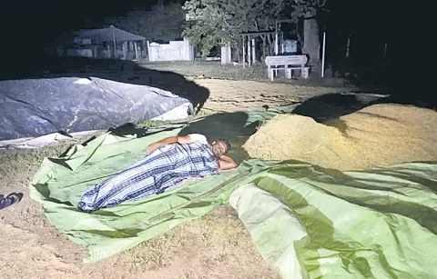 Farmers are drying grain on the road