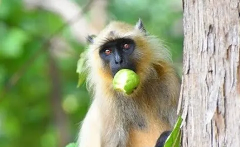 Langur Guard For The Hospital In Wardhannapet Warangal District