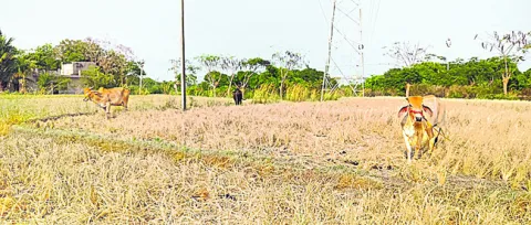 మాకేద