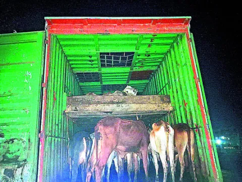 లారీ డ్రైవర్‌కు ఆరు నెలల జైలు  