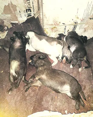 పెంపుడు కుక్కను చెడగొడుతున్నాయని.. 