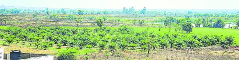 పామాయిల్‌ సాగు అంతంతే!