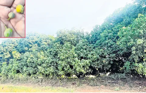 Ulavapadu mango yield to decline significantly